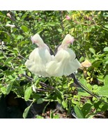 Salvia Microphylla X Greggii Glimmer Live Plant 1Ft Tall Ship In 6 Pot F... - $1,587.30 MXN