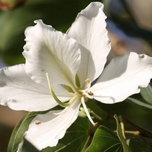 Bauhinia Variegata Candida Variegated Orchid White Mountain Ebony 5 Seeds Usa Fa - £14.20 GBP