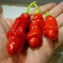 Fast Ship USA Seller Giant Penis Peter Pepper Seeds Plants Bonsai 4 Seasons Spic - $9.90