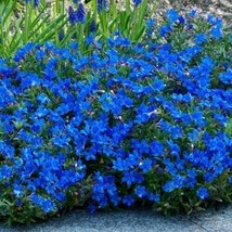 25 Seeds Bright Blue Alysum Carpet Flower Sweet Flowers Swift Growth With Heirlo - £6.41 GBP