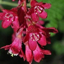 Ribes Sanguineum Red Currant Red Flowering Currant 10 Seeds Seeds Fresh ... - £15.15 GBP