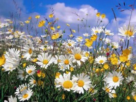 500 Roman Chamomile Chamaemelum Nobile Herb Flower Seeds - £15.78 GBP