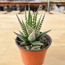 Live Succulent Plant Haworthia fasciata &#39;Big Band&#39; Rooted in 4&#39;&#39; Planter Pot - £23.71 GBP