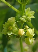 Cyclanthera pedata Stuffing Cucumber Slipper Gourd Achocha 20_Seeds_Tera... - £12.57 GBP