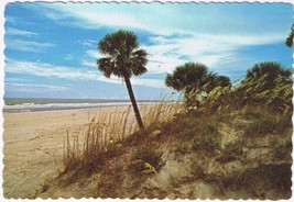 Postcard Palmettos Sea Oats &amp; The Atlantic Ocean South Carolina - £3.08 GBP