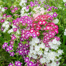 100 Twinkle Tall Mix Phlox Seeds Planting US Seller Fast Shipping - £4.33 GBP