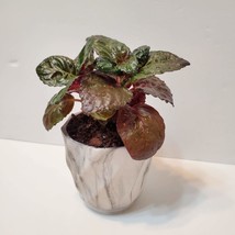 House Plant in Ceramic Planter, Purple Waffle Hemigraphis Alternata Potted Plant image 1