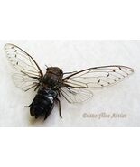 Empress Cicada Pomponia Imperatoria Real Framed Entomology Collectible S... - €52,92 EUR