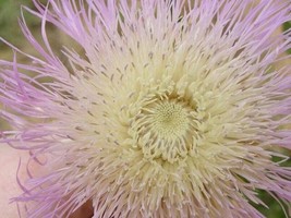 HSE Sweet Sultan Thistle Plant Seeds (100 Seeds) - Centaurea Americana, American - $13.47