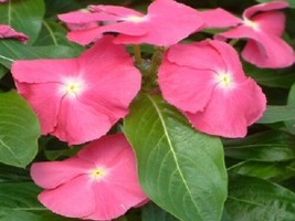 Vinca Seeds Sunsplash Deep Pink 50 Seeds Garden USA Seeds - £5.98 GBP