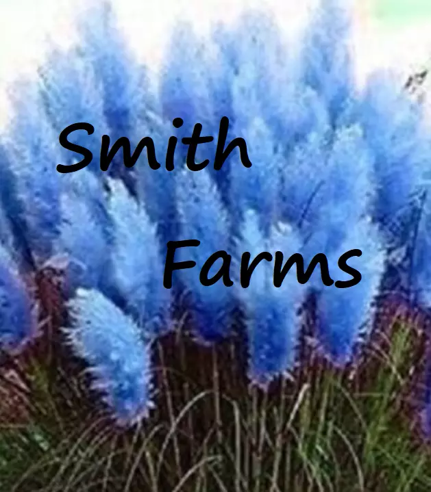 200 Seeds Dark Navy Blue Pampas Grass Fast US Shipping - $13.37 CAD