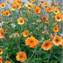 20 Seeds/Lot Geum Totally Tangerine Avens Flower S Garden Fresh USA Store - £5.47 GBP