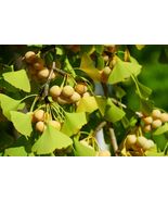 Ginkgo biloba 10 Seeds  maidenhair tree - $193.53 MXN