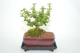 INDOOR BONSAI,MINI JADE ( Money plant ) 4 YEARS OLD, IT WILL BLOOM, BROO... - $45.99