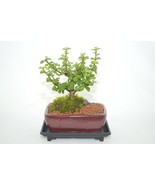INDOOR BONSAI,MINI JADE ( Money plant ) 4 YEARS OLD, IT WILL BLOOM, BROO... - €39,12 EUR