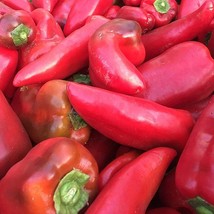 Organic Lipstick Sweet Pepper Fresh Seeds USA - £6.30 GBP