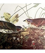 Fox Sparrow 1950 Lithograph Art Print Audubon Bird First Edition DWU14F - $29.99