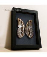 Huge Owl Eyes Caligo Teucer Real Butterfly Taxidermy Framed Entomology S... - $107.58 CAD