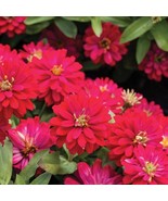 RD 100+ Double Zahara Cherry Zinnia Seeds for Garden  - $7.01 CAD