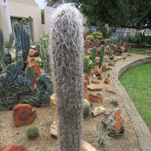 10 Pcs Oreocereus Fossulatus Fresh See Ds Rare Cactus Fresh Seeds - £6.98 GBP