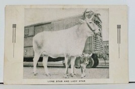 San Antonio TX Lone Star and Lady Star Milk Cows Of Jeanne Mausley Postcard M1 - £8.02 GBP