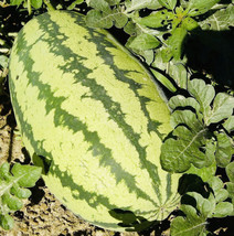 Jubilee Watermelon Seeds Heirloom Non Gmo Fresh - £7.12 GBP