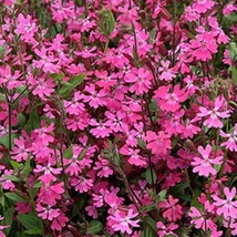 SKMO Catchfly Silene Triumph 200 Seeds - $8.69