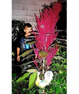 SRN Red Blaze Amaranth Heirloom 56 Ft Tall Garden - $188.23 MXN