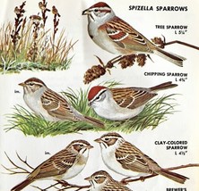 Spizella Sparrows Varieties And Types 1966 Color Bird Art Print Nature A... - £15.97 GBP