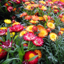 Swiss Giant Mix Strawflower 200 Seeds | Non-GMO | FROM USA - £7.98 GBP