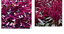 6,000+ Amaranth Red Garnet Seeds Use: Microgreens or Planting - £18.37 GBP