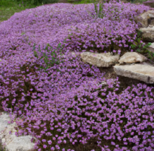 HT 5000 Creeping Thyme Seeds: Perennial Herb &amp; Purple Groundcover Planti... - $9.33