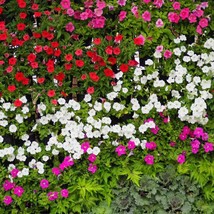 New Fresh Seeds Periwinkle Seed Vinca Rosea Little Mix Ground Cover Seeds 4000 S - $19.98