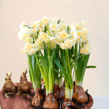 2Bulbs Daffodil Bulbs Narcissus Aquatic Plants Double Flowers Light Fragrant - $21.30