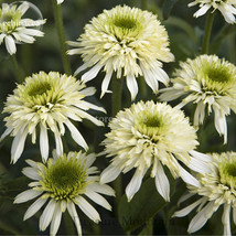 100 Mozzarella Echinacea Coneflower Two Layers White Outer Petals Cluster Incomp - £5.78 GBP