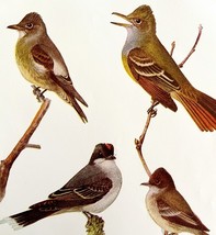 Flycatcher Kingbird Phoebe 1936 Bird Lithograph Color Plate Print DWU12D - $24.99