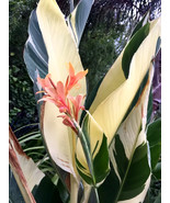 Canna Lily Variegated Seeds Light Yellow &amp; Green Leaves And Light Orange... - $7.89