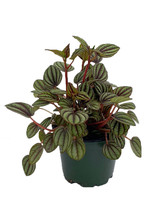 Piccolo Banda Peperomia - Peperomia albovittata - 4&quot; Pot - £30.36 GBP