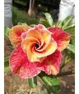 2 PCS Seeds Imported &#39;whirlwind&#39; Adenium Desert Rose - $211.23 MXN