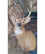 Shoulder Mount 8 Point White Tail Deer Real Antler Buck Doe Taxidermy  - £371.61 GBP