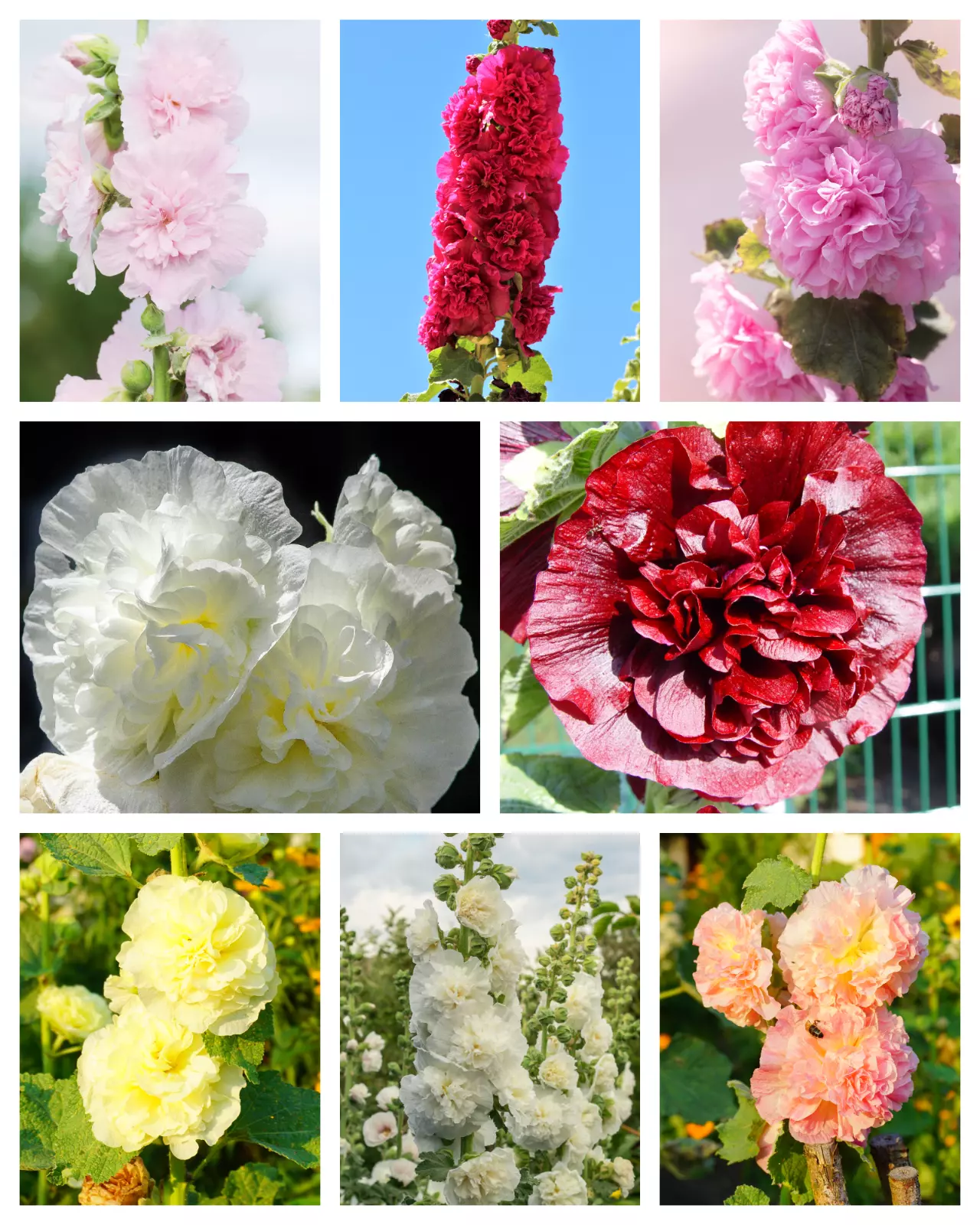 50 Dwarf Double Hollyhock Majorette Mix Alcea Rosea Red Pink White Flower Seeds  - £12.36 GBP