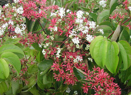 US Seller Heptacodium Miconioides Seven Sons Flower Shrub Seeds New Fres... - $17.98