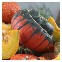 BPA Turks Turban  Gourd Seeds 5 Seeds From US - £7.18 GBP