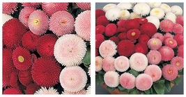 400 Seeds Bellis Perennis Seeds, Mixed Fresh Seeds Garden - £11.74 GBP