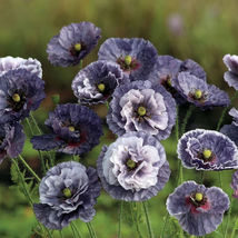 SG 100 Seeds &quot;&quot;Amazing Grey&quot;&quot; Poppy Flowers Easy to Grow Garden - $4.19
