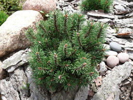MUGO PINE Dwarf Evergreen Shrub Pinus Pumilio 25 Seeds #LCY05 - £15.05 GBP