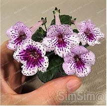 PWO Fresh Gloxinia Seeds Perennial Bonsai Flower 100 Seeds Garden Decoration Fas - $2.32