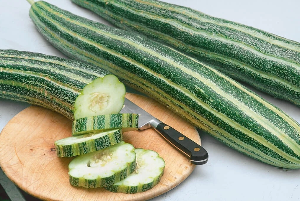 50+ Organic  Heirloom striped Armenian cucumber seeds  - Tasty - NON - G... - $10.67
