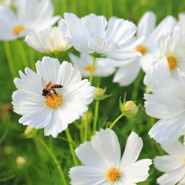 Fresh Cosmos Purity All White Angel Moon Tall Non-Gmo 100 Seeds - £8.56 GBP