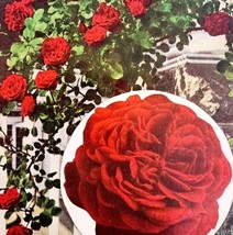1948 Rose Red Thor Flower Art Plate Print Annual Collectible Vintage DWPP25 - $364.42 MXN
